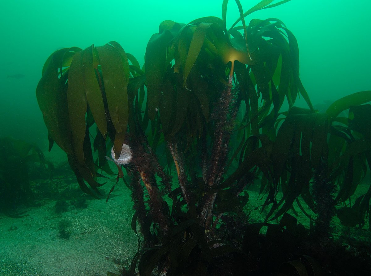 GreenTheUK-Kelp-Photo-3