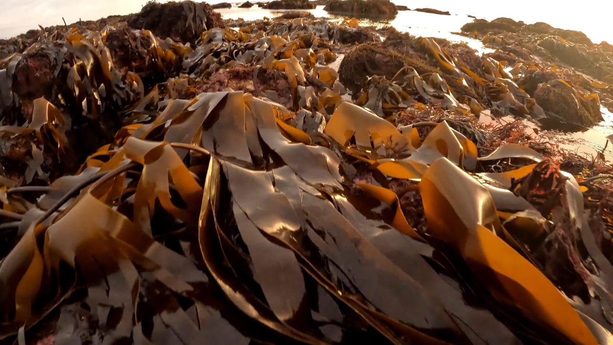 GreenTheUK-Kelp-Photo-4