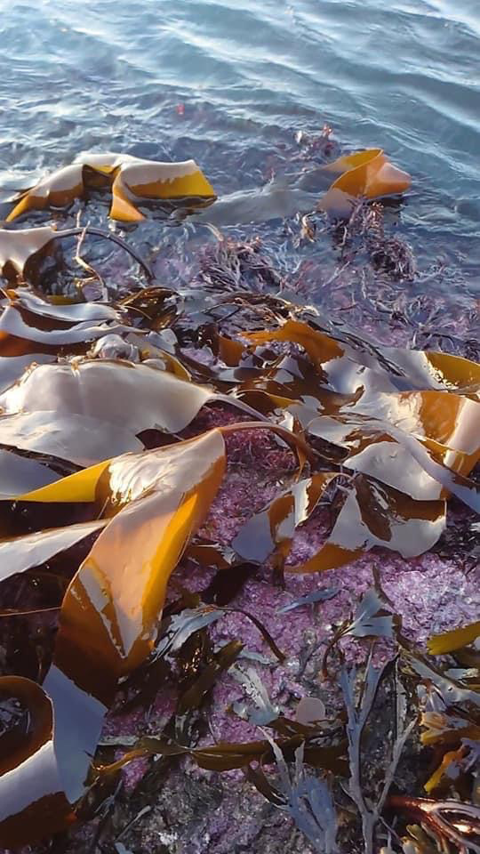 GreenTheUK-Kelp-Photo-5